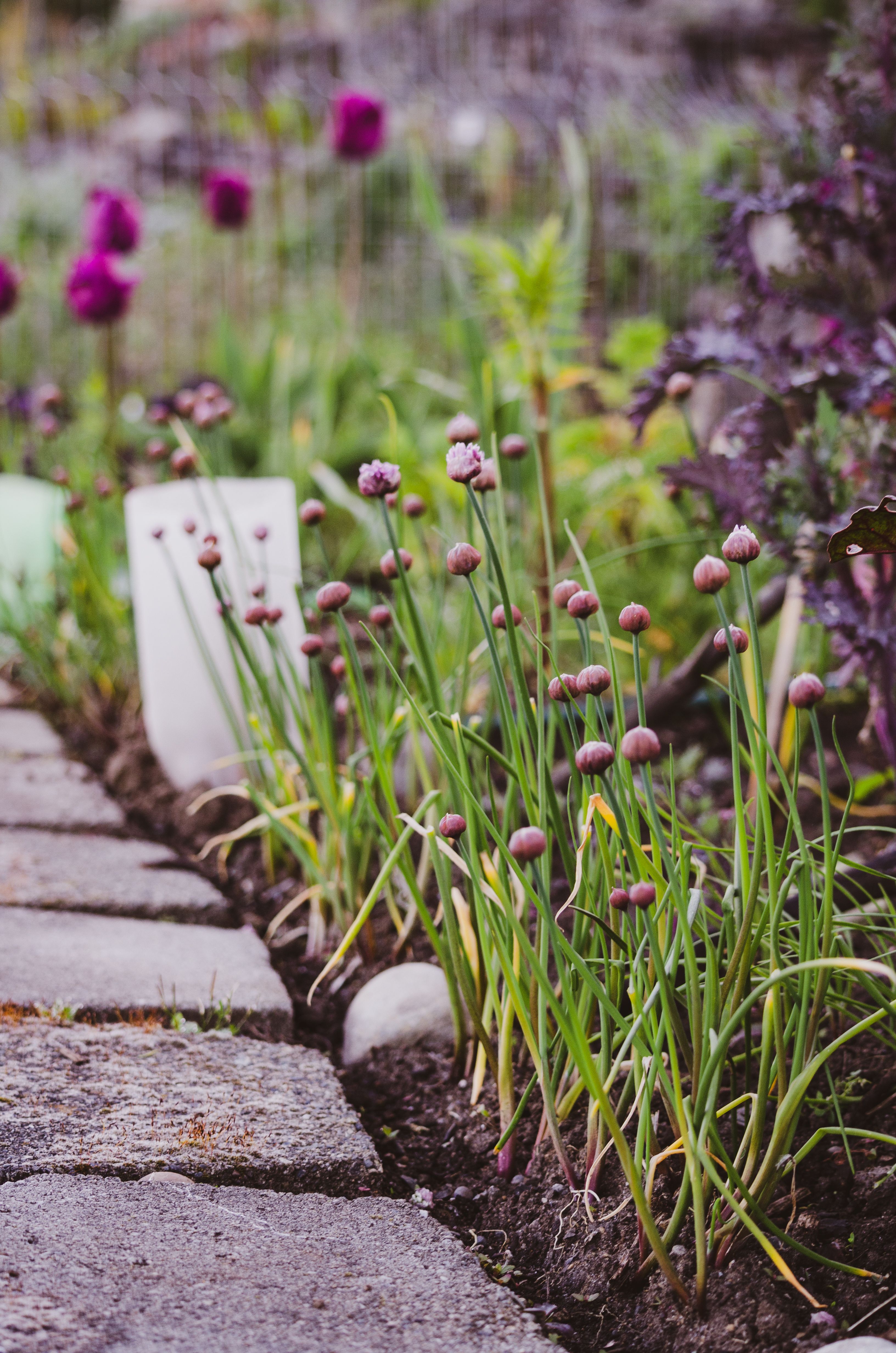 A finished Ballard landscape project featuring lush native plantings.